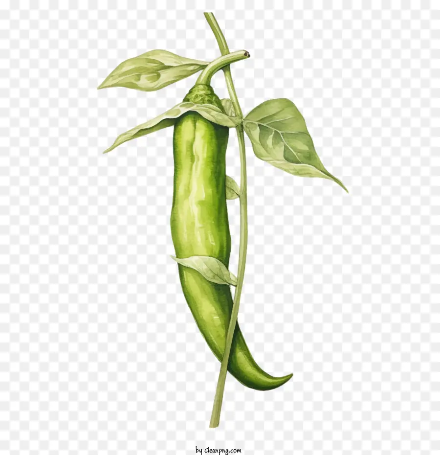 Piment Vert，Poivre PNG