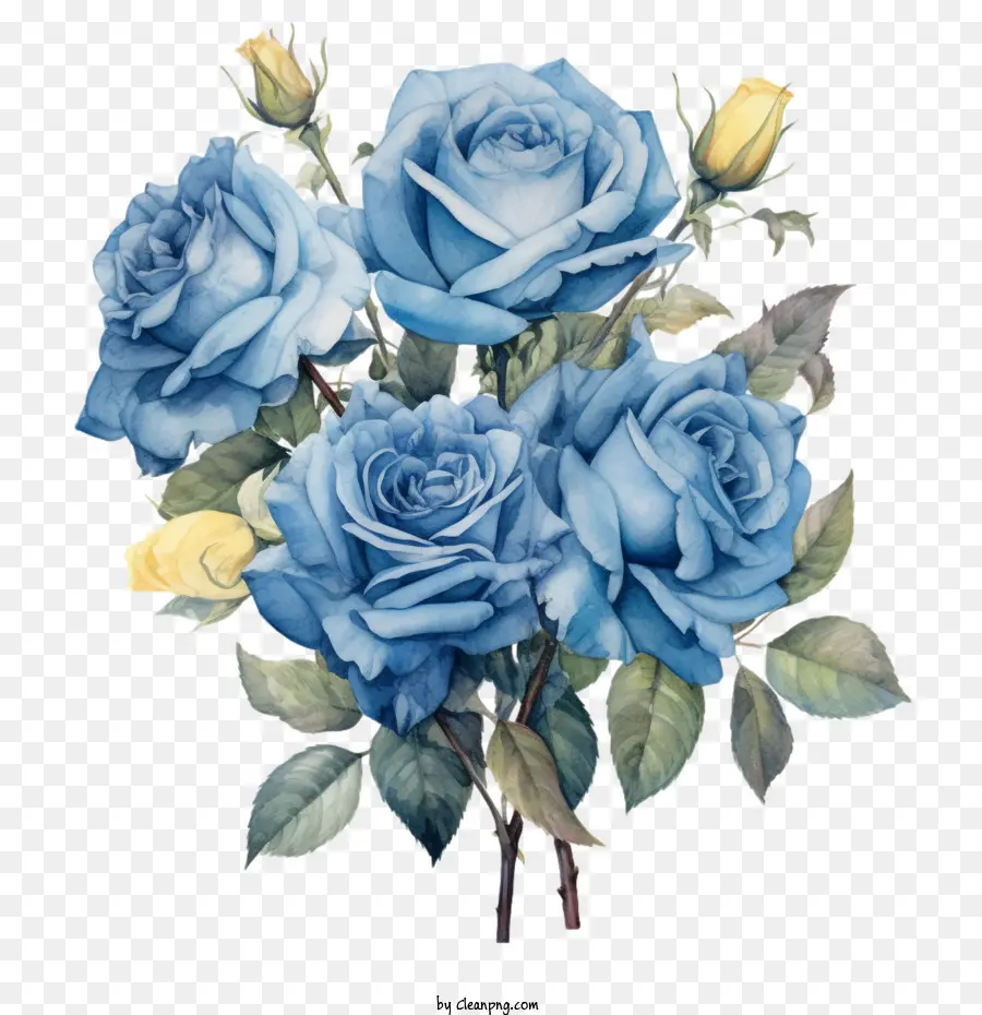 Rose Bleue，Roses Bleues PNG