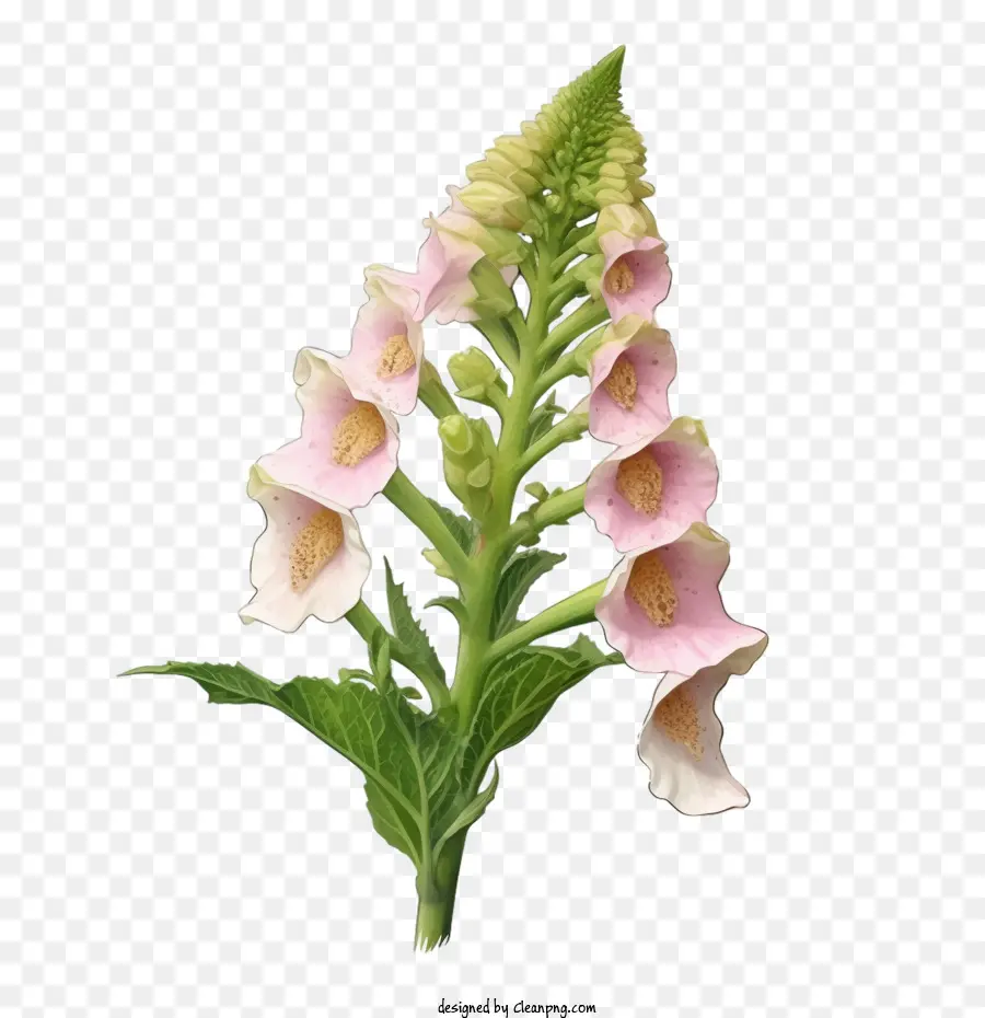 Fleur De Digitale，Fleur PNG