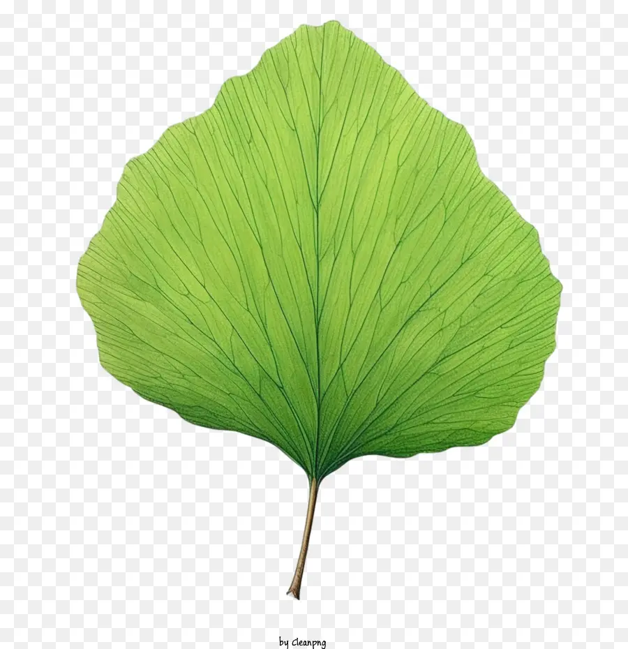 Feuille De Ginkgo，Vert PNG