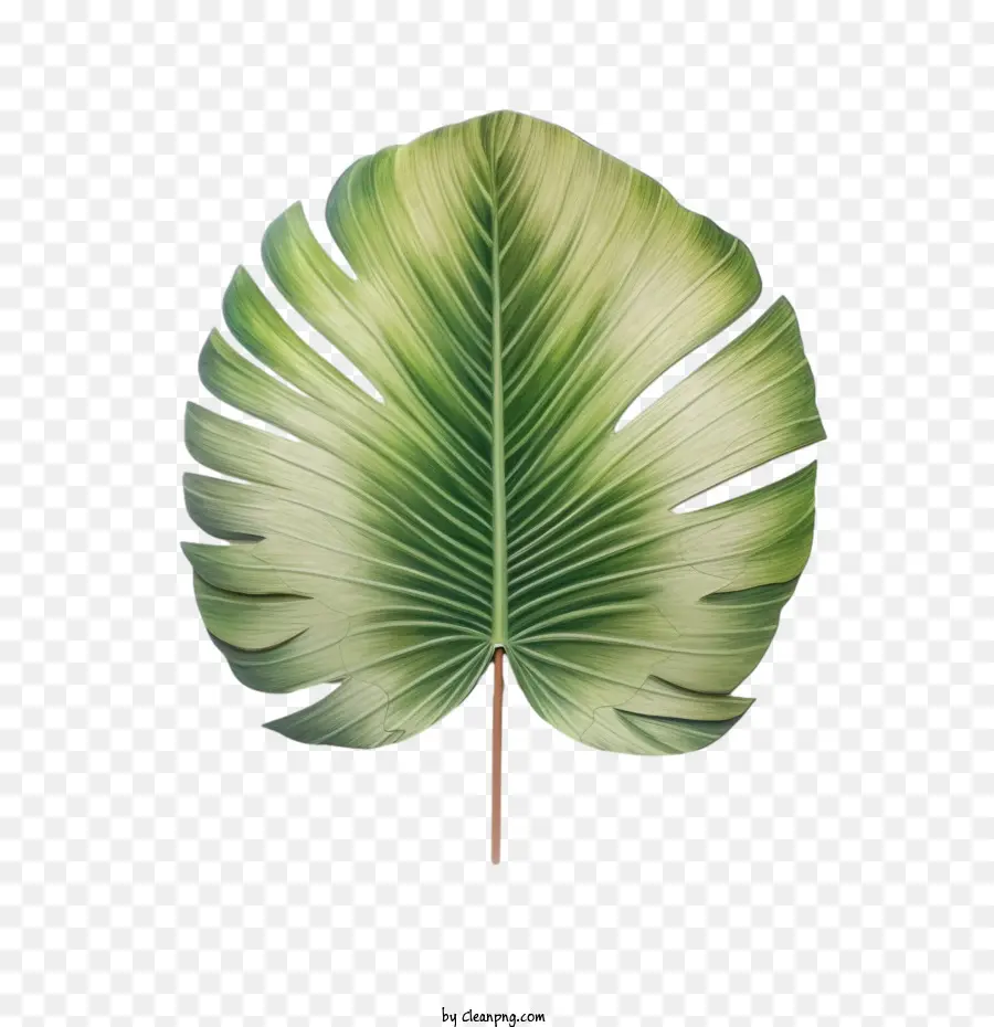 Feuille De Palmier，Vert Lime PNG
