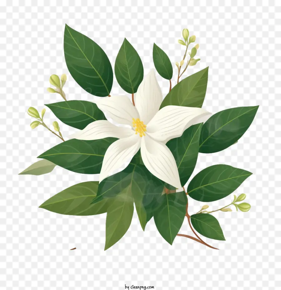 Fleur De Jasmin，Fleur Blanche PNG