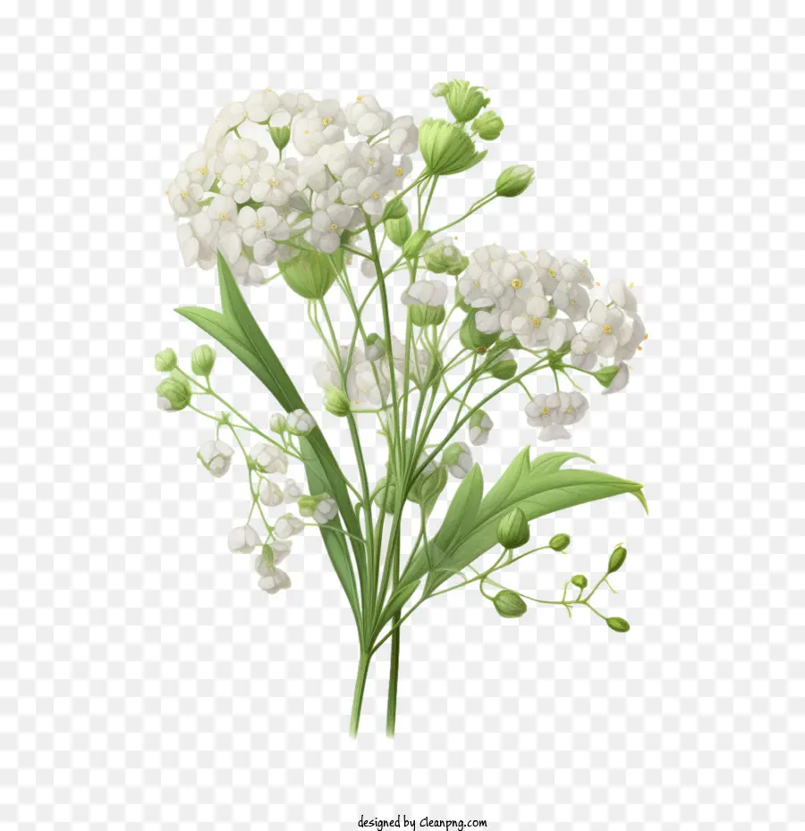 Bébé Souffle Fleur，Fleurs Blanches PNG