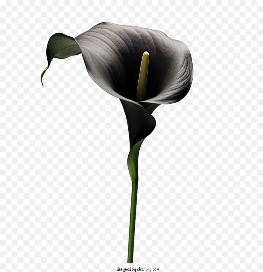 Lis Calla，Lys Calla Noir PNG