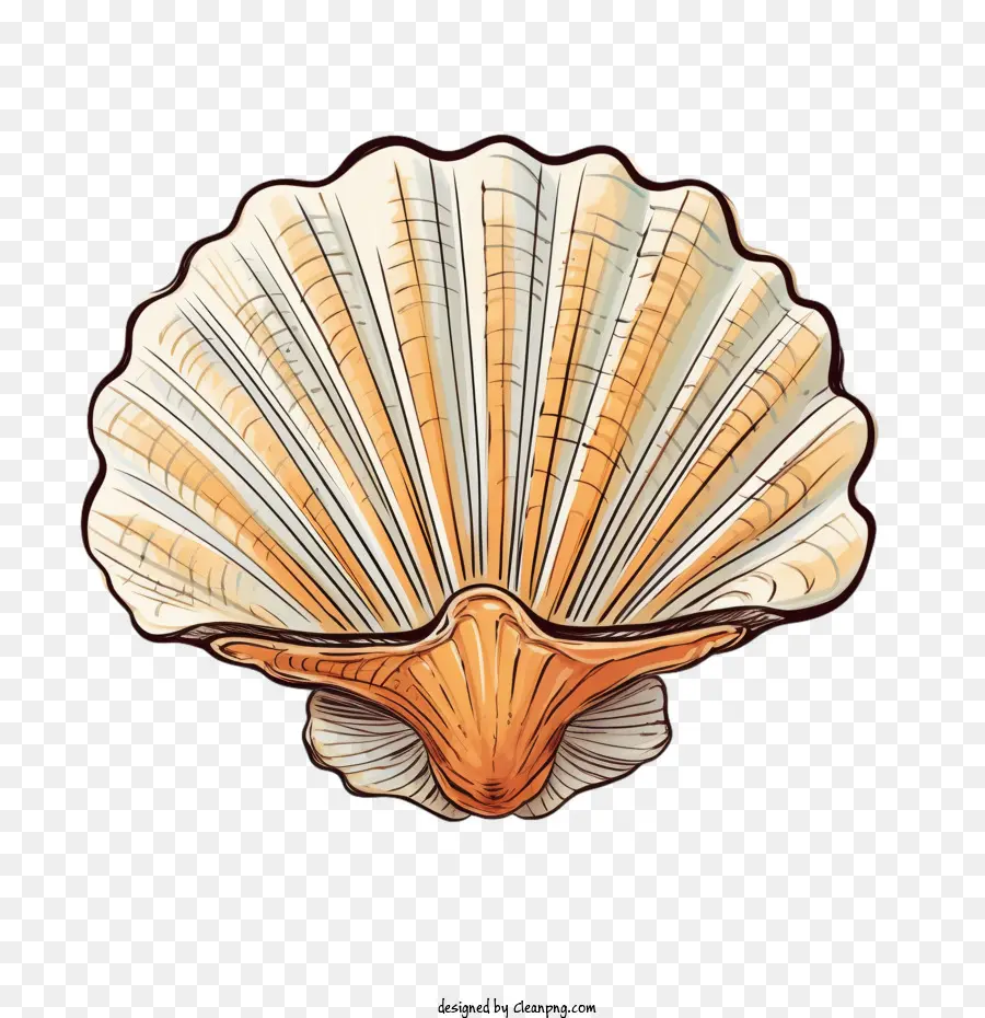 Coquillage，Shell PNG