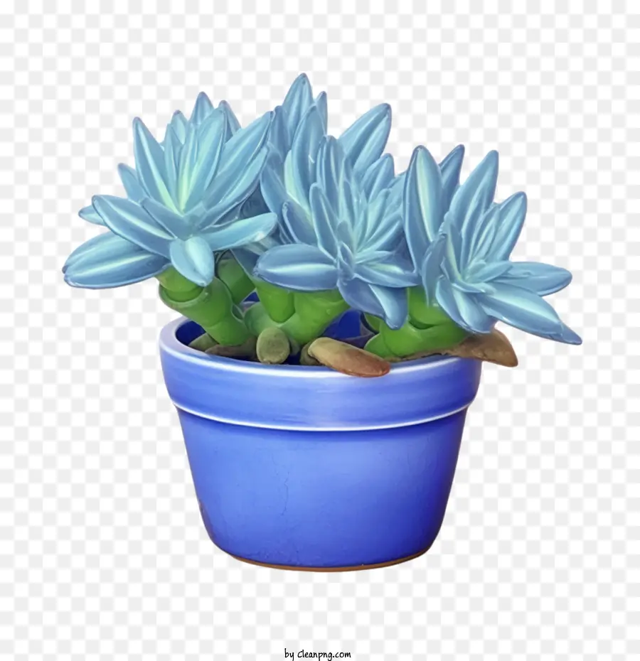 Succulente Senecio Bleue，Plante Succulente Bleue PNG