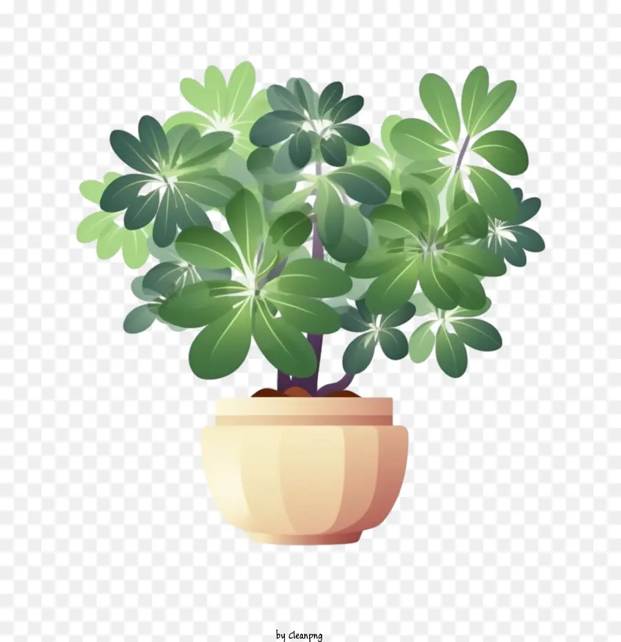 Plante De Schefflera，Plante PNG