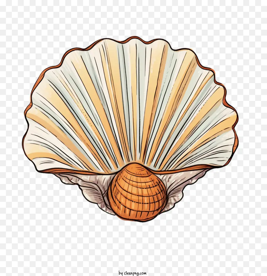 Coquillage，Coquille PNG