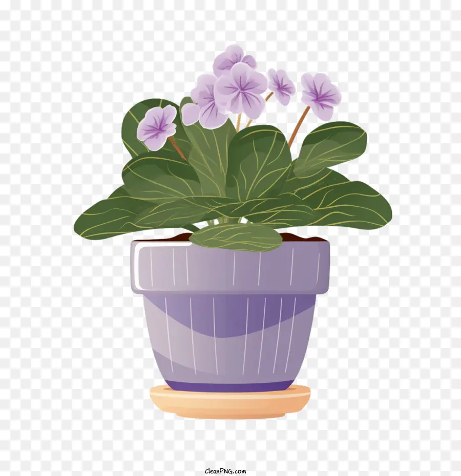 Violette Africaine，Plante Dans Un Pot PNG