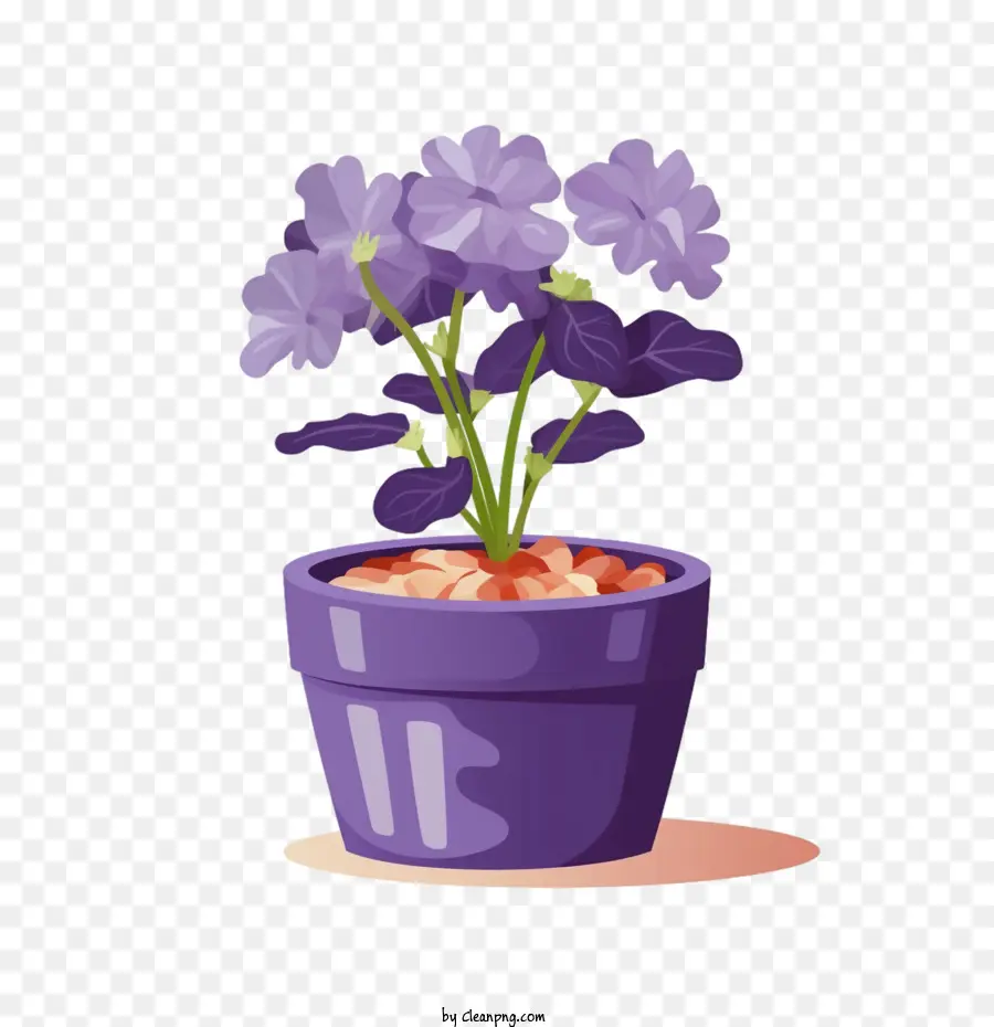 Violette Africaine，Plante Dans Un Pot PNG