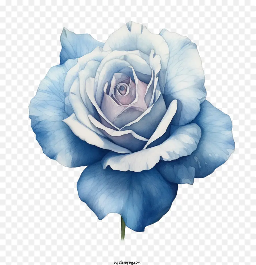 Rose Bleue，Aquarelle PNG