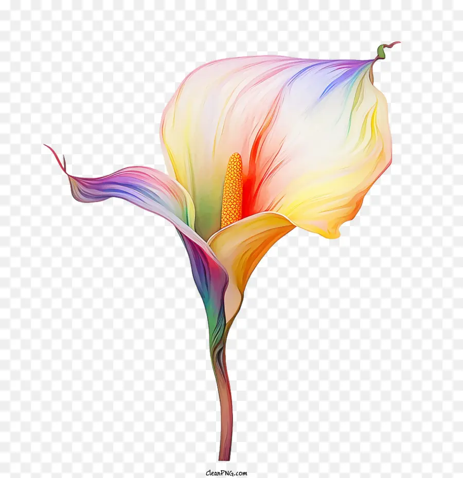 Lis Calla，Fleur Colorée PNG