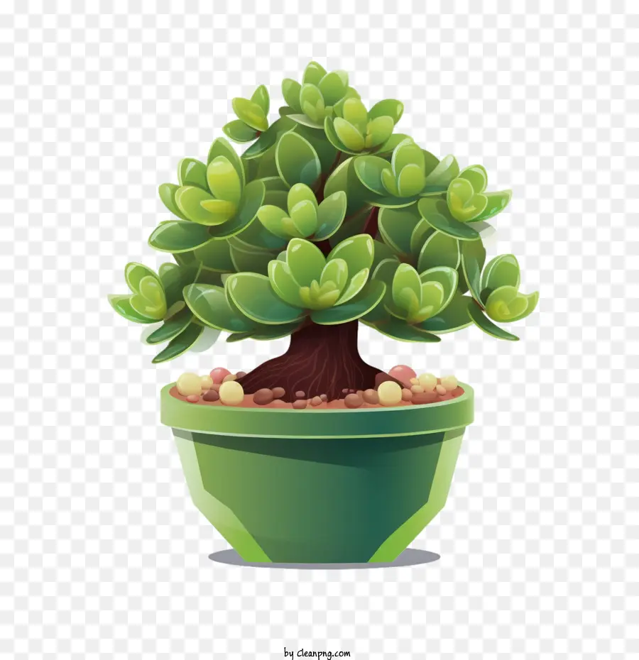 Joubarbe Des Arbres Succulente，Plante En Pot PNG