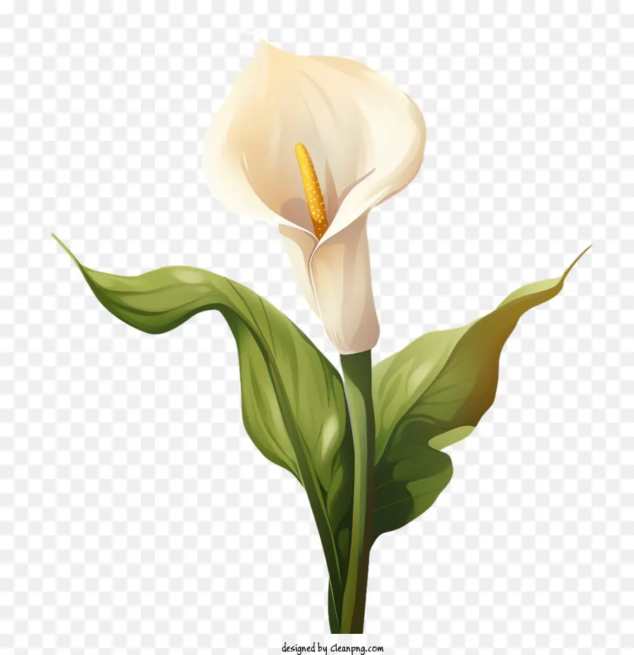 Lily Calla，Fleur Blanche PNG