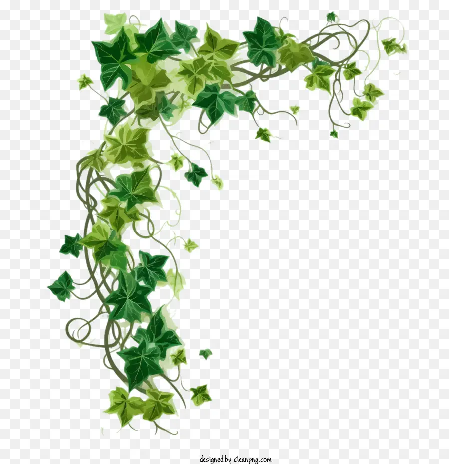 Plante De Lierre，Lierre Vert PNG