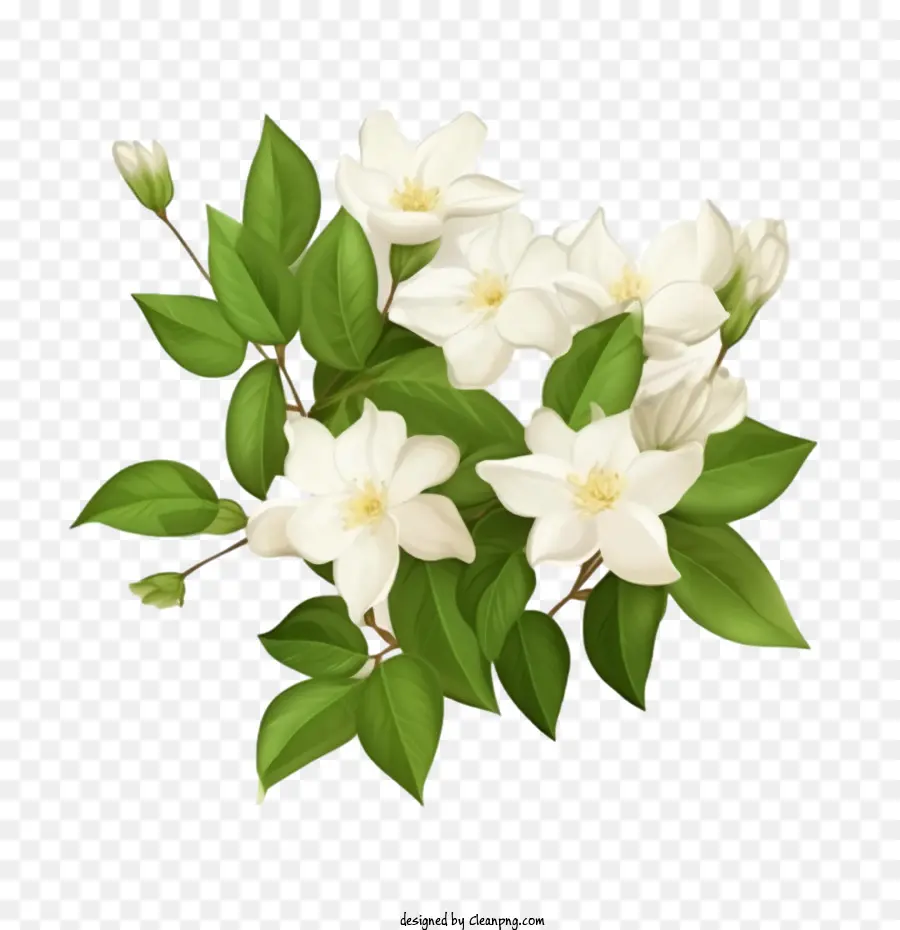 Fleur De Jasmin，Fleurs Blanches PNG