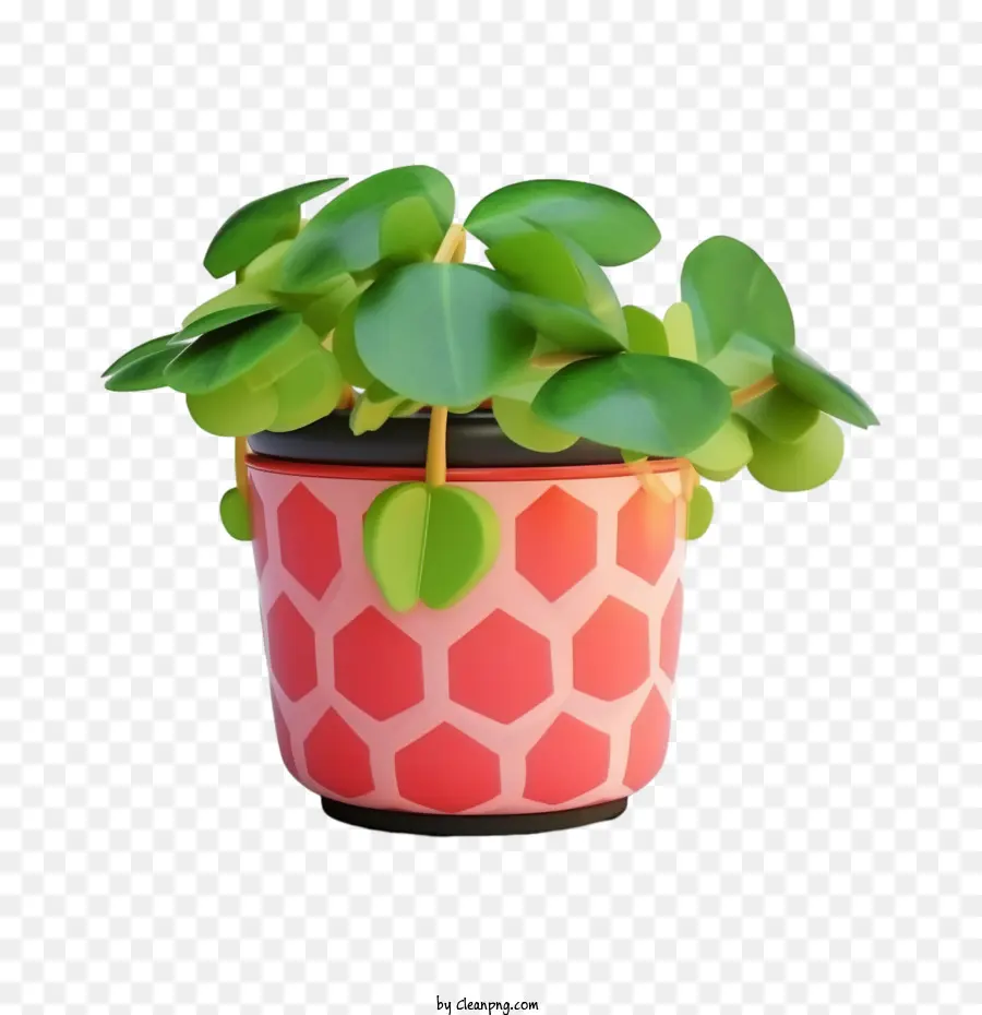 Pastèque Peperomia，Plante Verte En Pot PNG