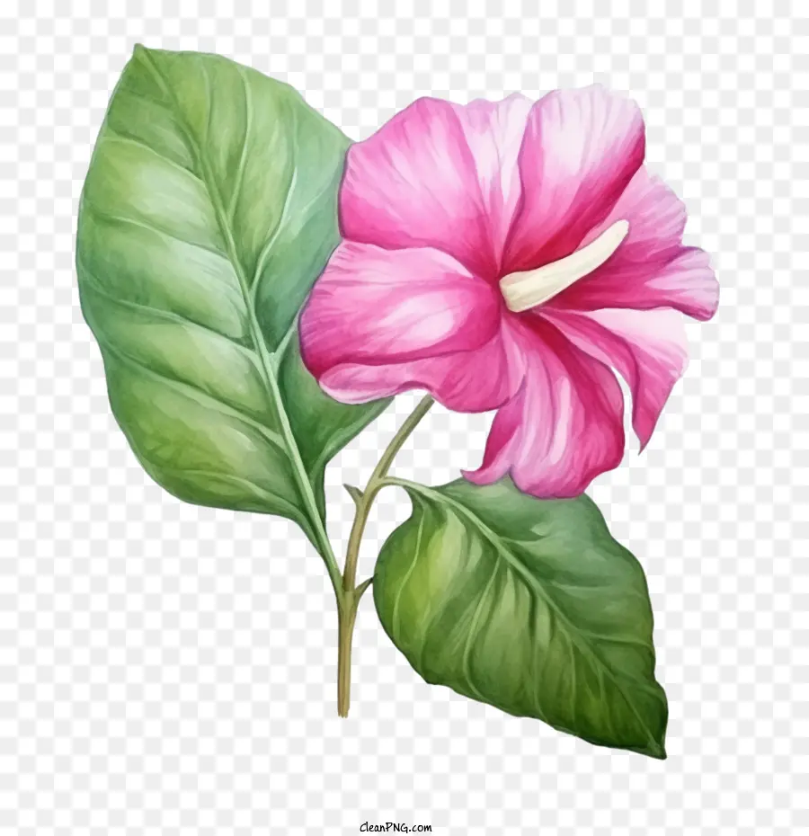 Fleur，Fleur Rose PNG