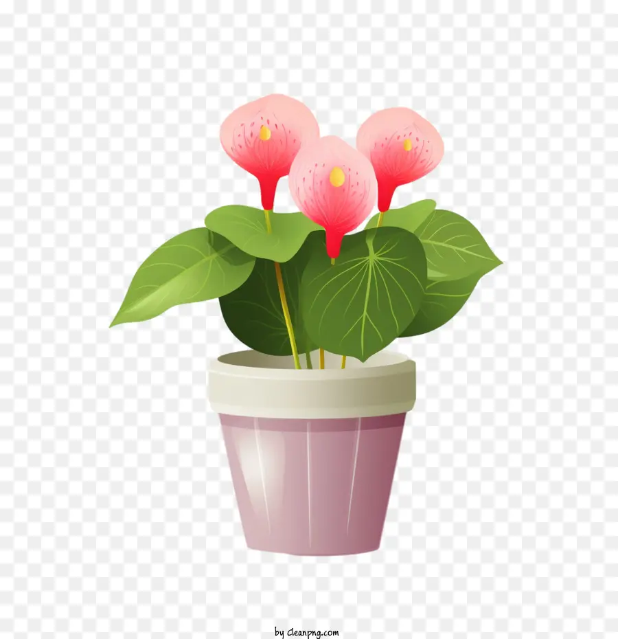 Plante D'anthurium，Fleurs Roses PNG