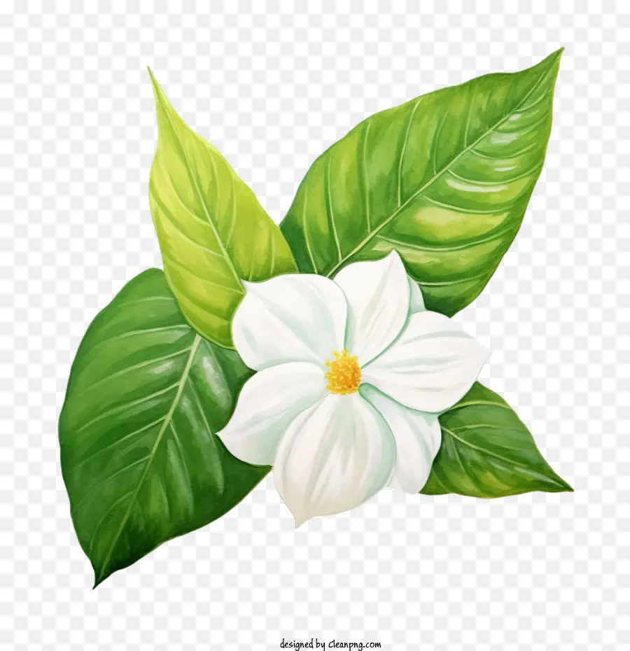 Fleur，Fleur Blanche PNG