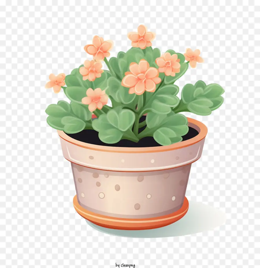 Plante Kalanchoe，Plante En Pot PNG