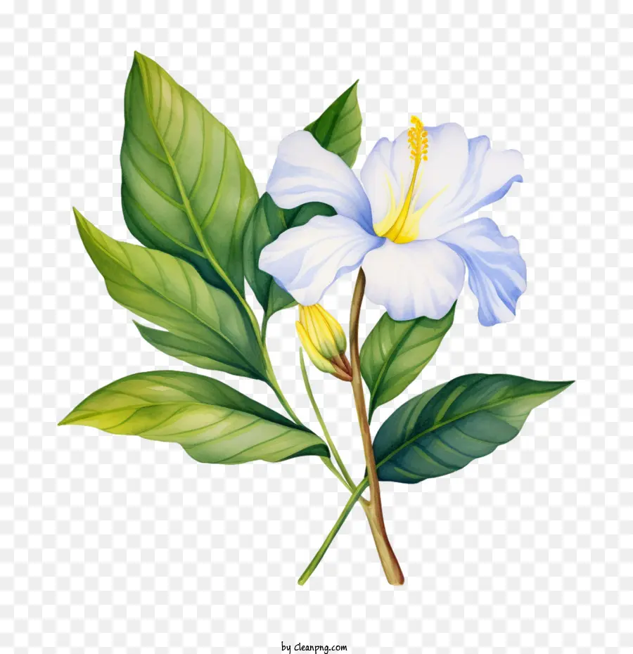 Fleur，Fleur Blanche PNG
