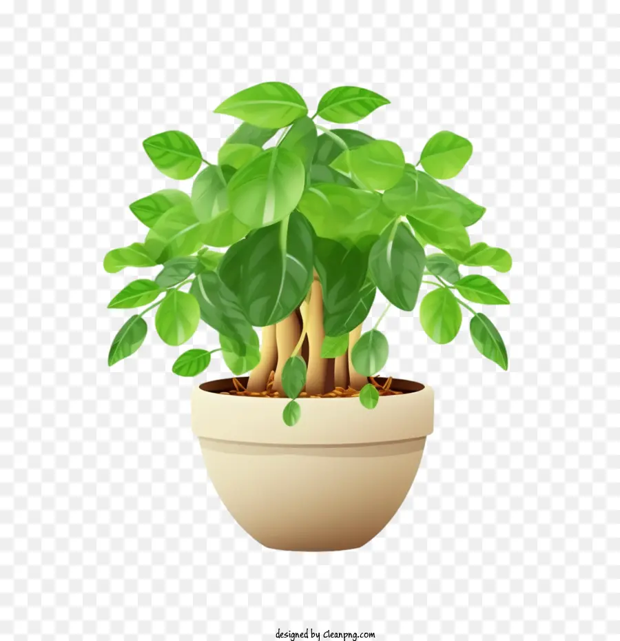 Plante De Philodendron Arbre，Plante En Pot PNG