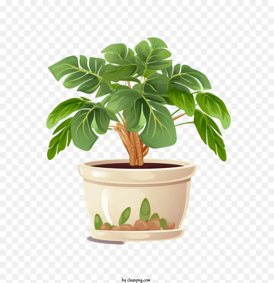 Plante De Philodendron Arbre，Plante PNG