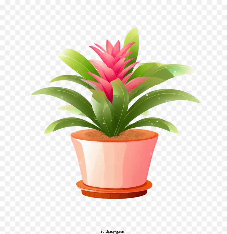 Bromeliad，Plante En Pot PNG