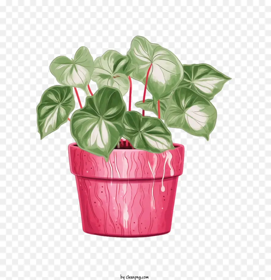 Caladium，Plante En Pot PNG