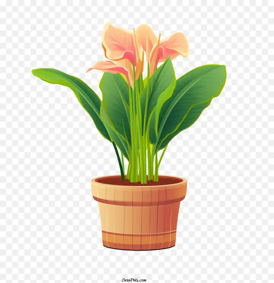 Canna Lily Usine，Plante En Pot PNG