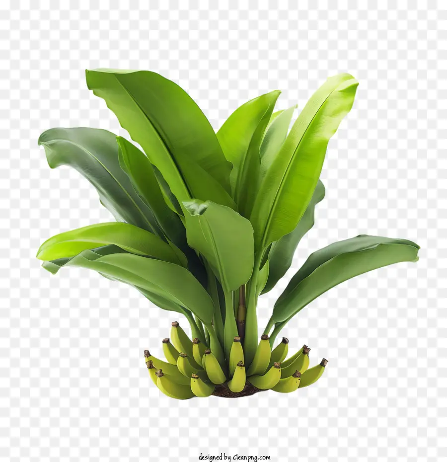 Bananier，Vert PNG