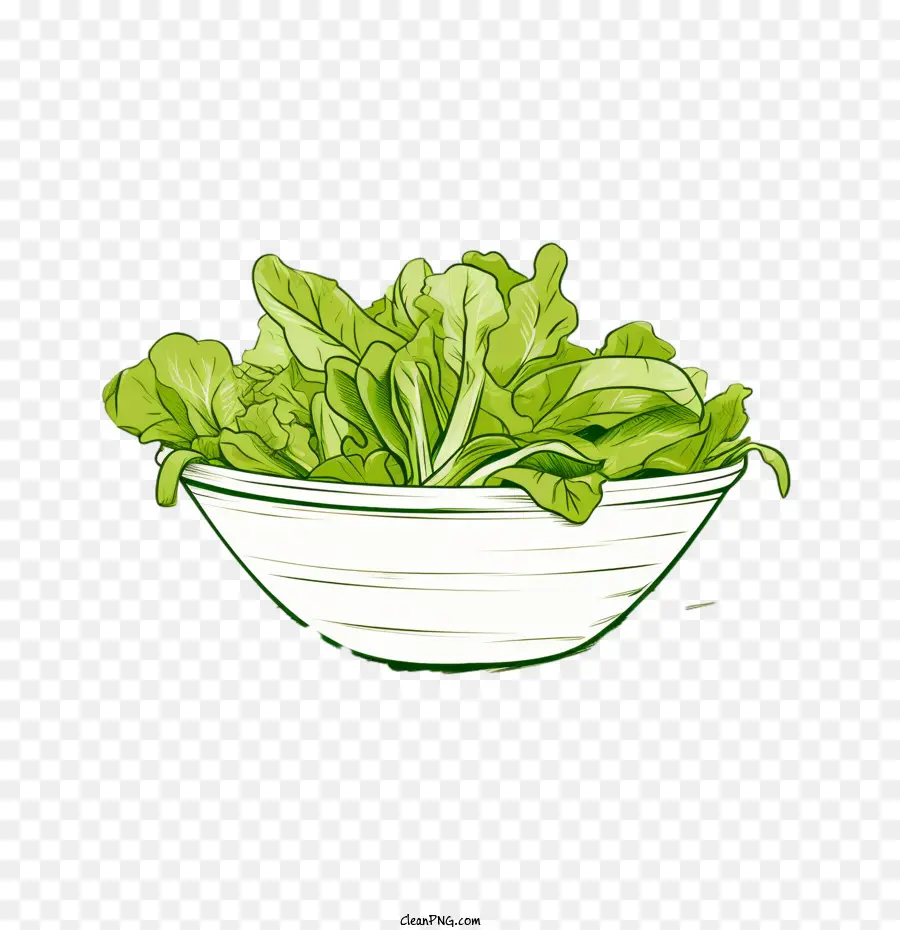 Salade Verte，Salade Dessinée à La Main PNG