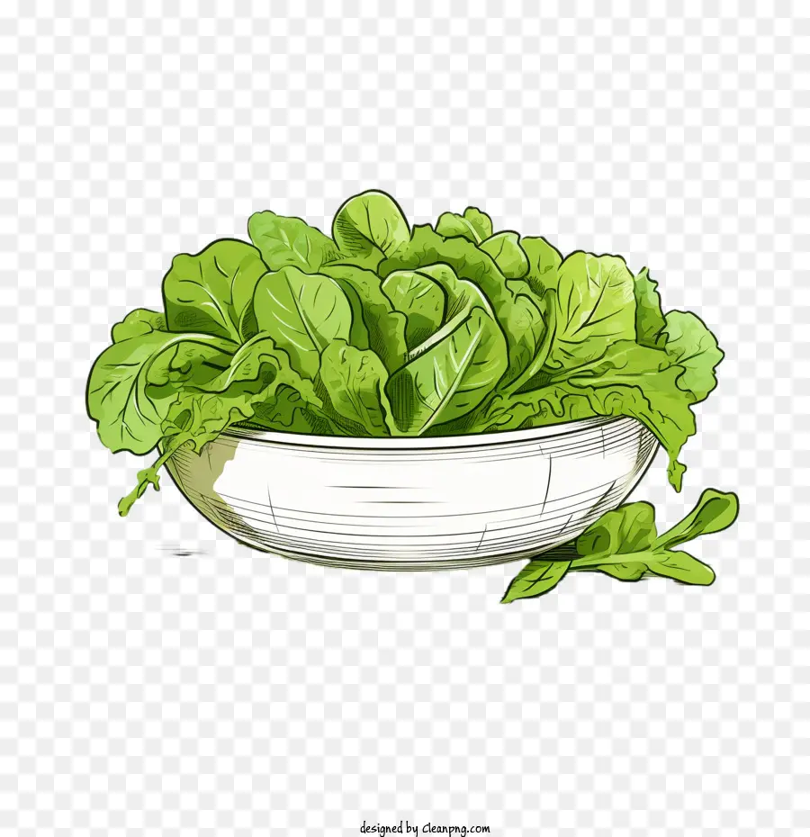 Salade Verte，Salade Dessinée à La Main PNG
