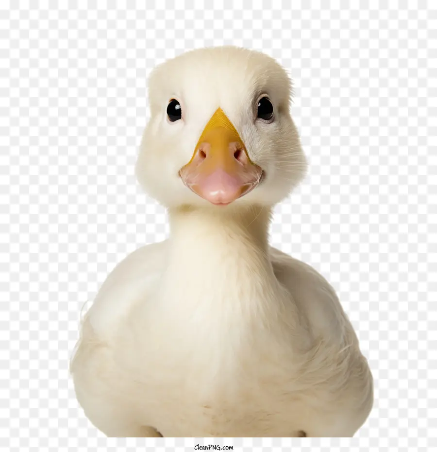 Journée Photo D'animaux De Compagnie，Canard PNG