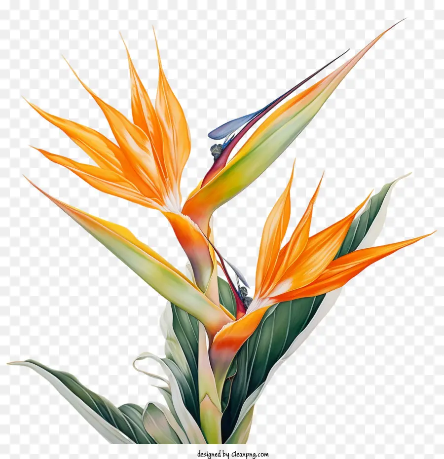 Fleur D'oiseau De Paradis，Tropical PNG