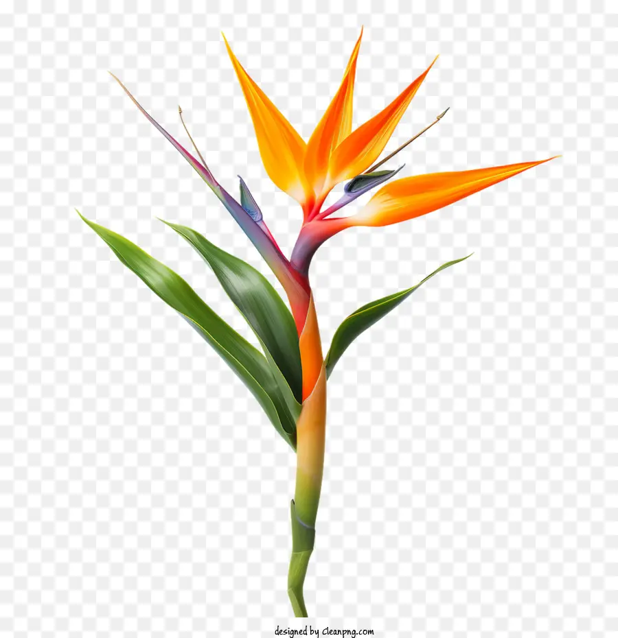 Fleur D'oiseau De Paradis，Fleur PNG
