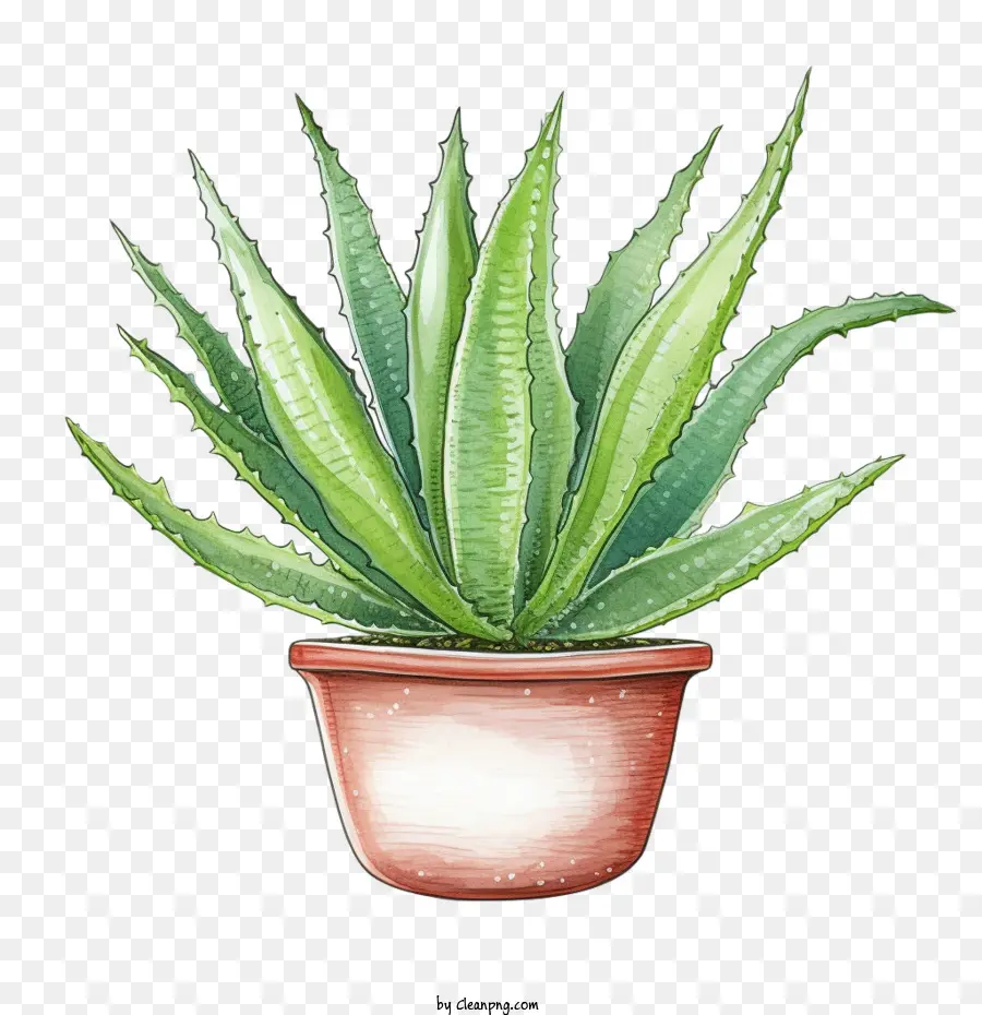 Aloé Vera，Aloe Vera Vert PNG