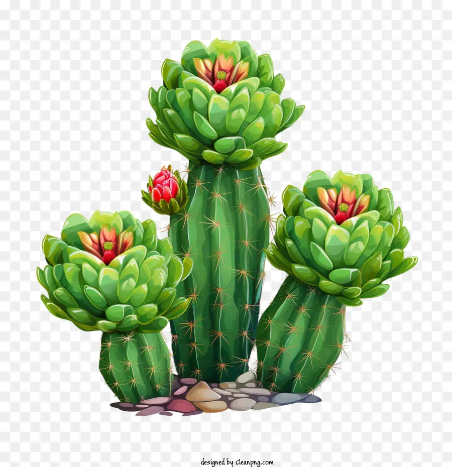 Cactus，Succulent PNG