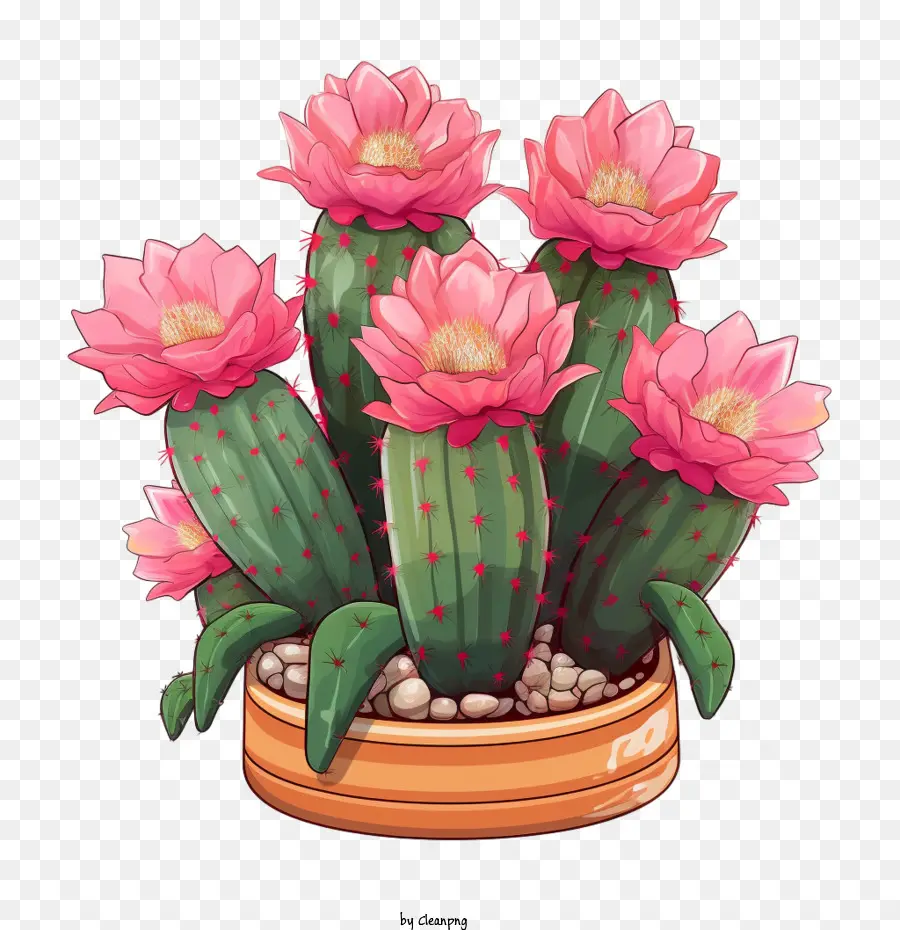 Cactus，Succulentes PNG