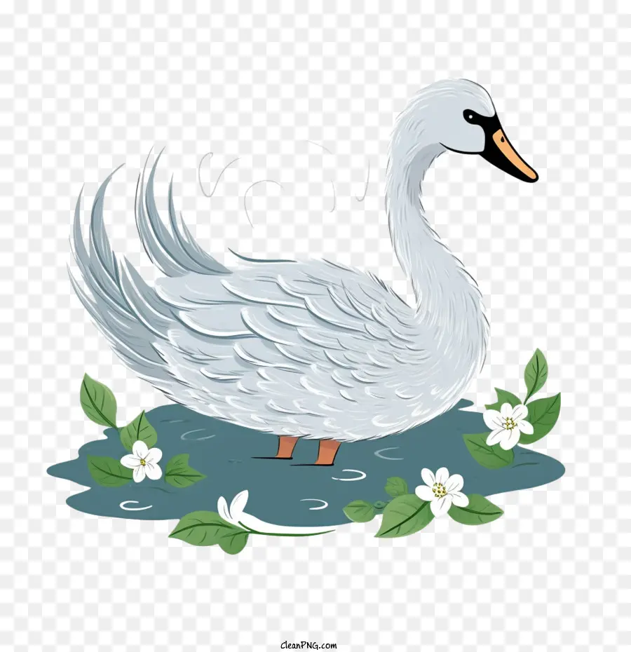 Cygne，Cygne Blanc PNG