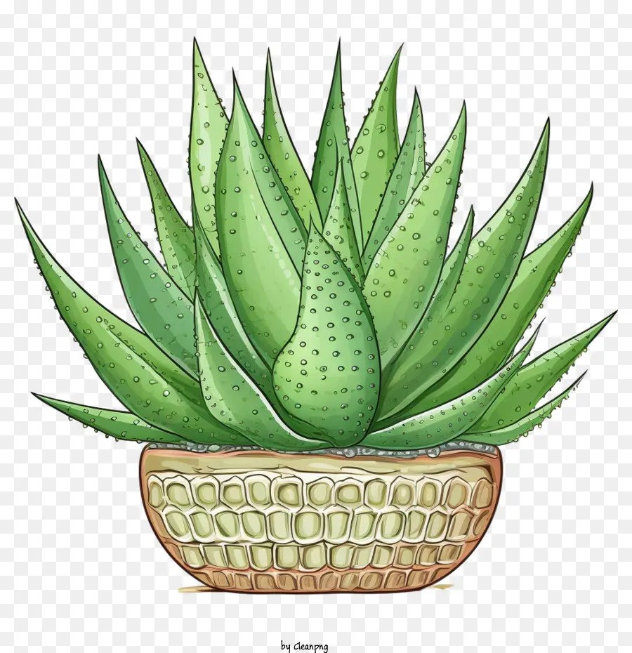 Aloé Vera，Succulente Verte PNG