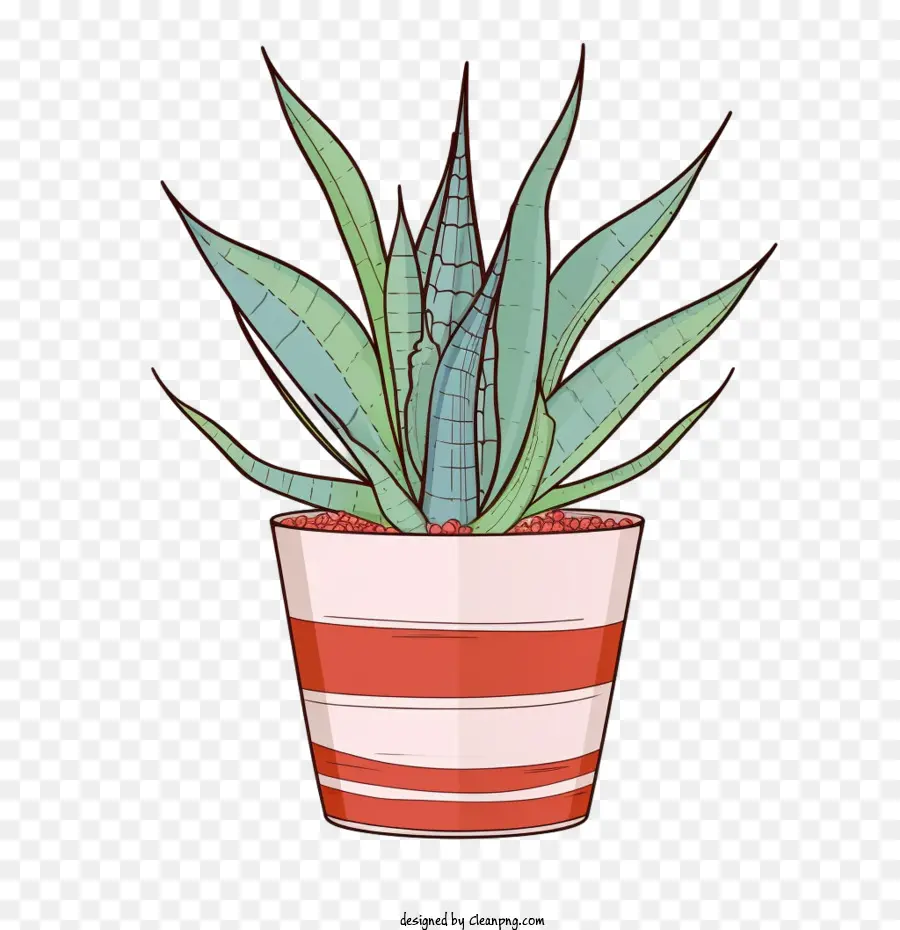 Aloé Vera，Plante Verte PNG