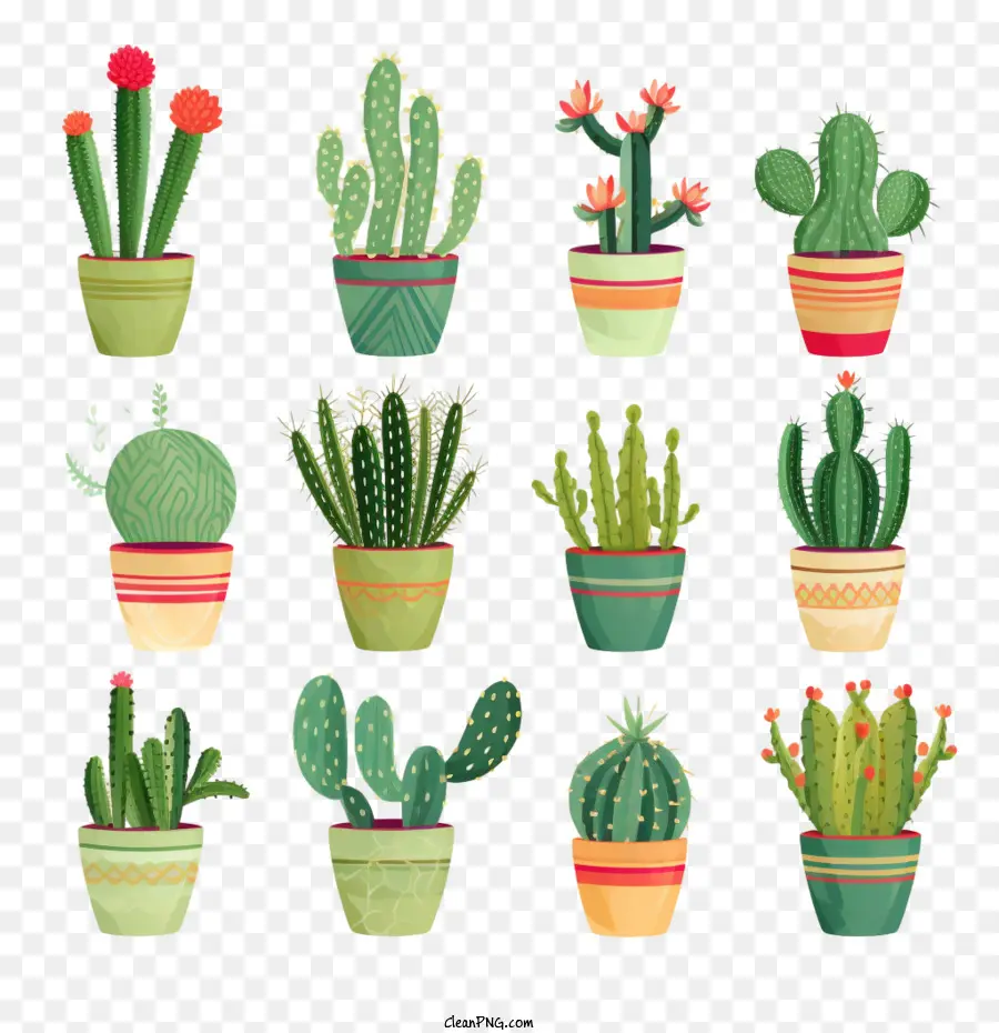 Cactus，Succulentes PNG