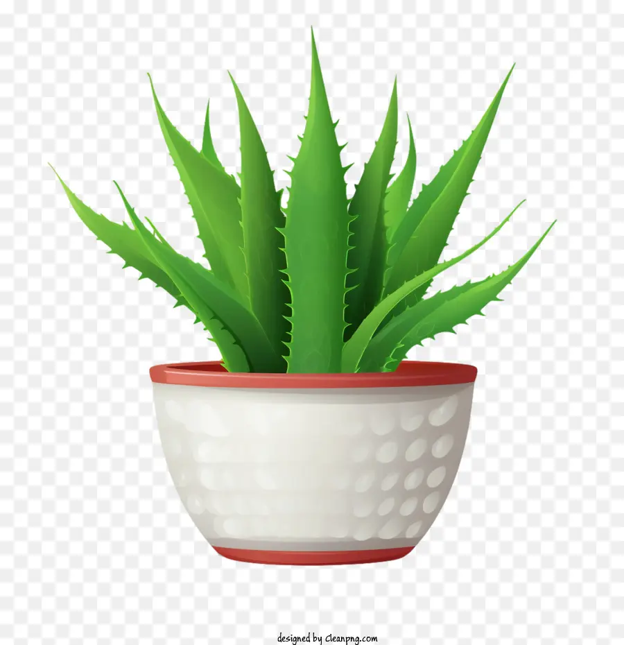 Aloé Vera，Aloe Vera Vert PNG