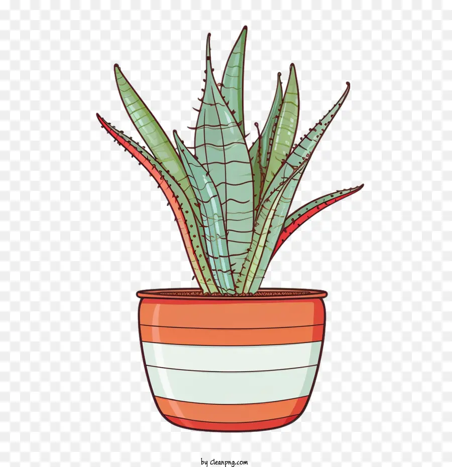 Aloé Vera，Plante Verte PNG