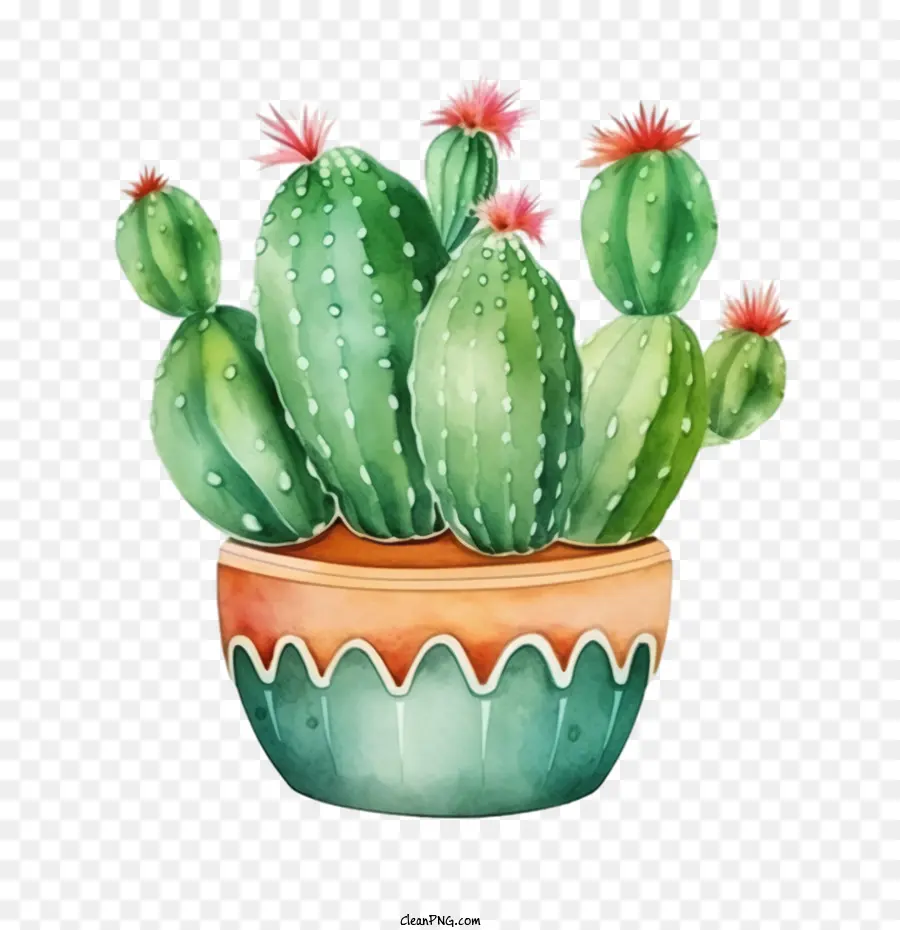 Cactus，Cactus En Pot PNG