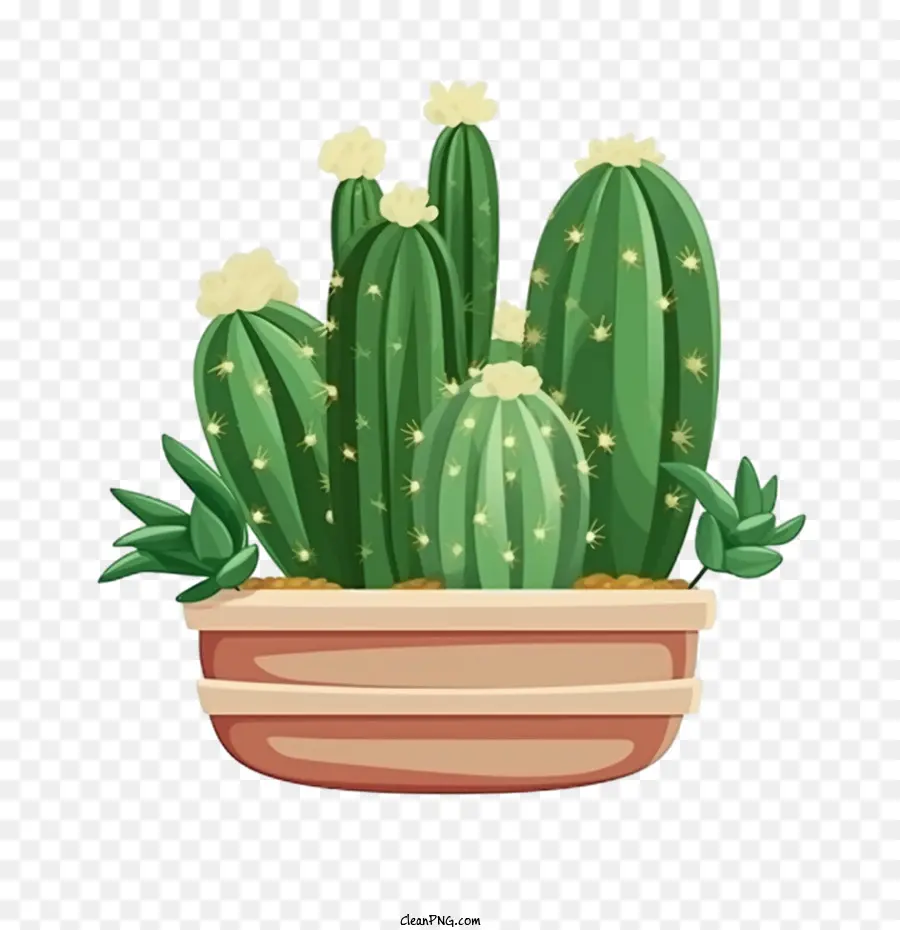 Cactus，Succulent PNG