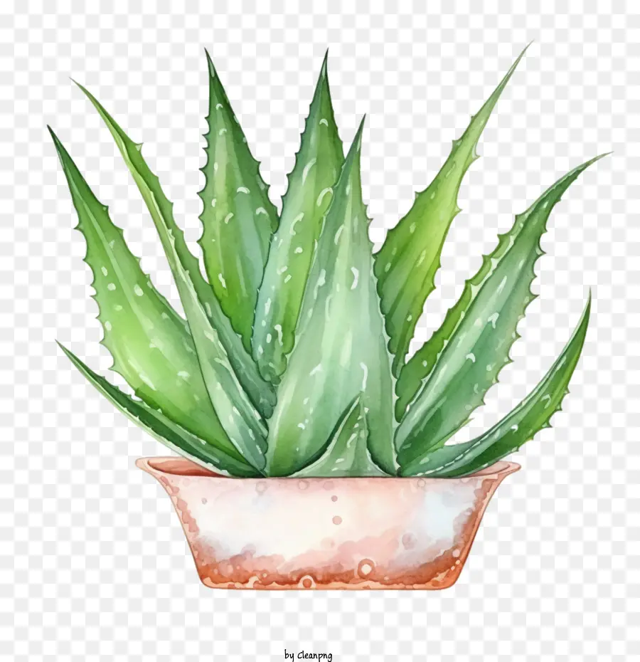 Aloé Vera，Succulente Verte PNG