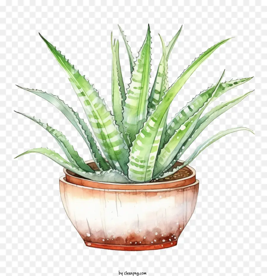 L'aloe Vera，Plante Succulente PNG